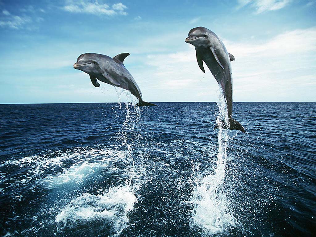 delfin6.jpg
