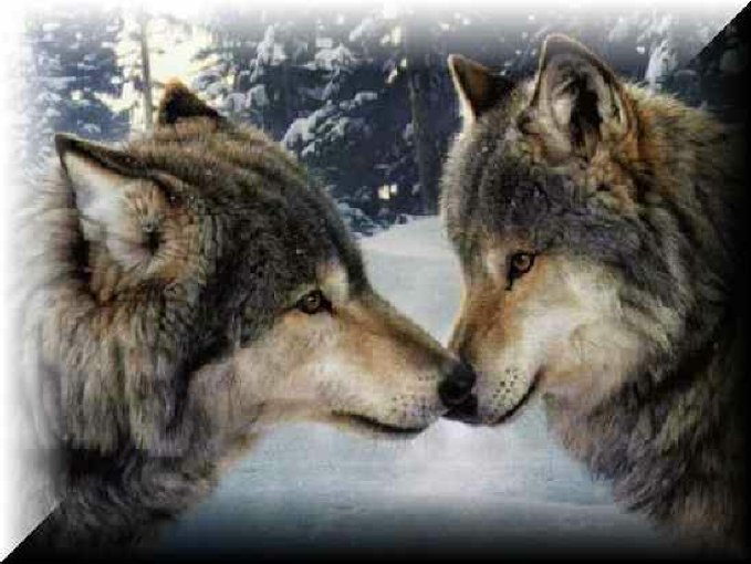 wolfs.jpg